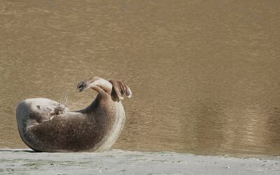 Des nouvelles des phoques en baie de Saint-Brieuc