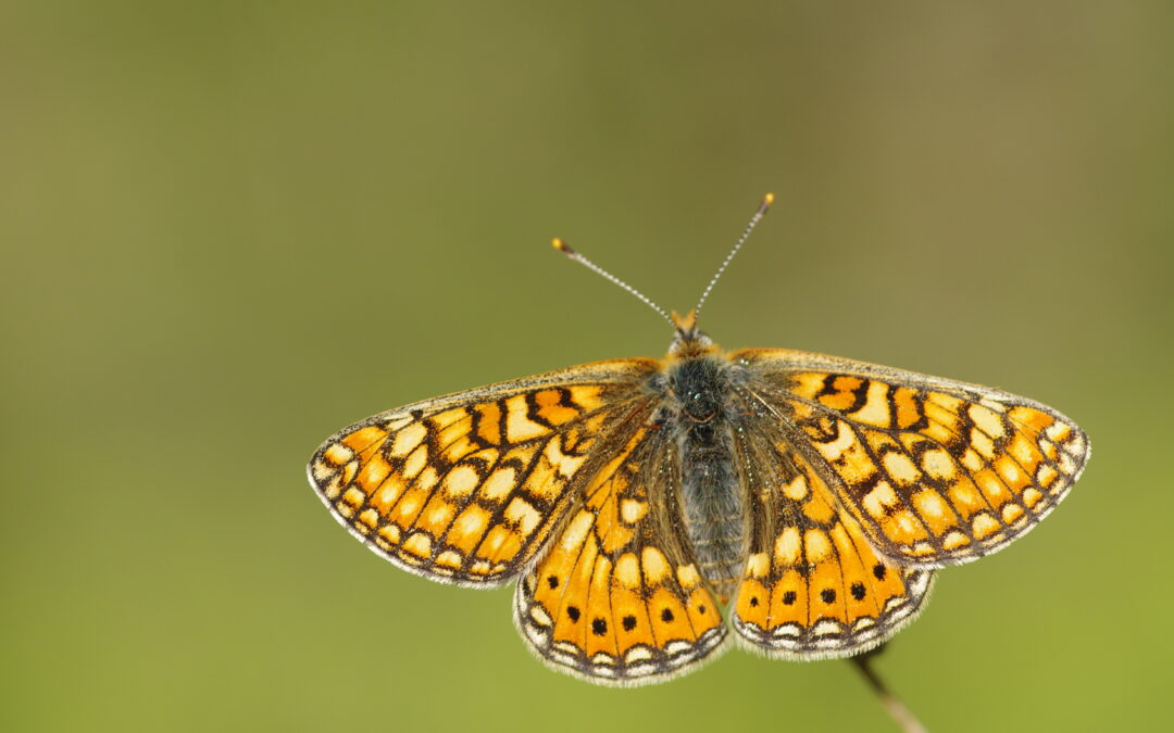 Actualisation de l&rsquo;atlas des papillons de jour de Bretagne : la réunion des bénévoles