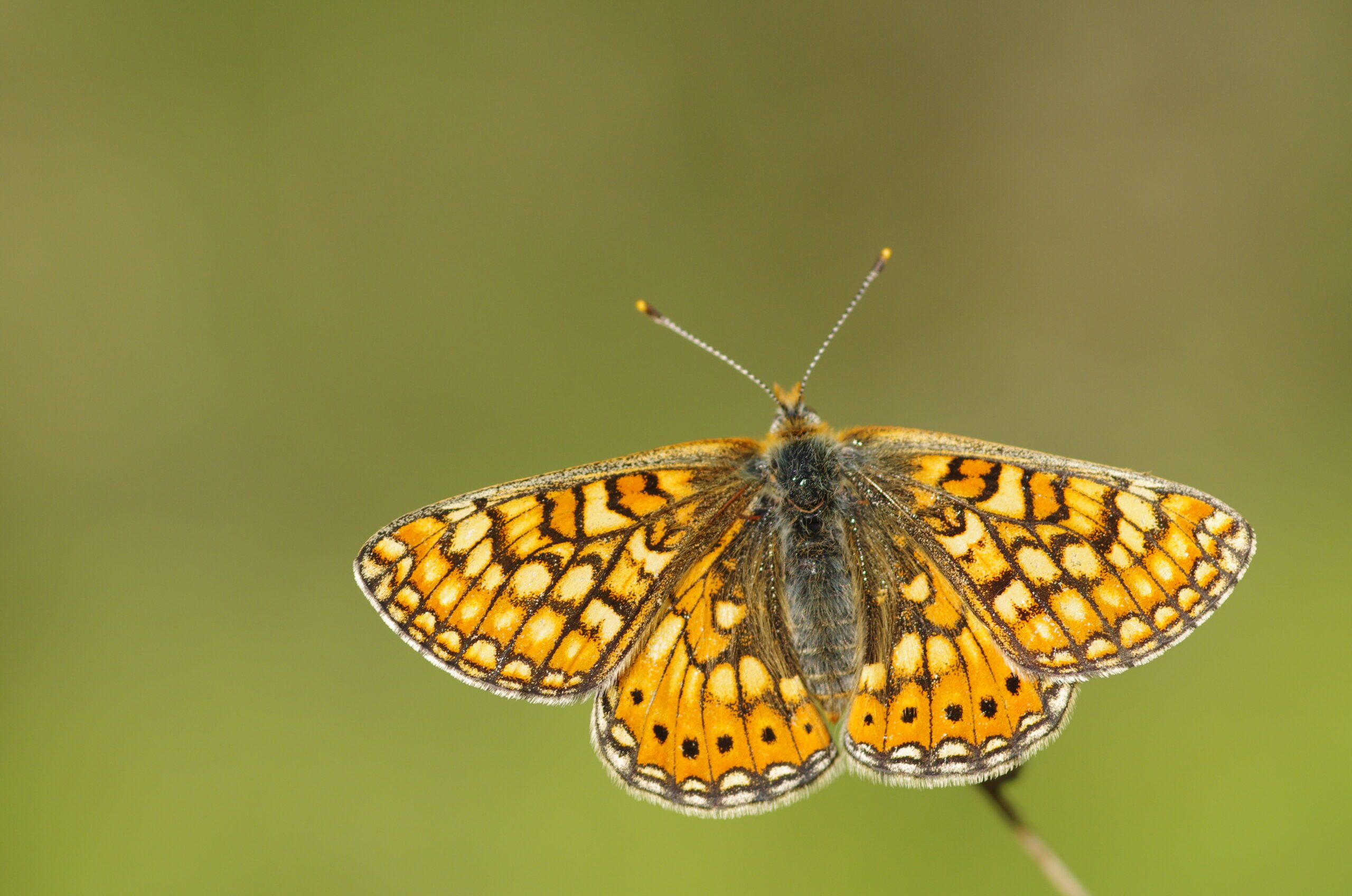 Actualisation de l'atlas des papillons de jour de Bretagne : la réunion des bénévoles