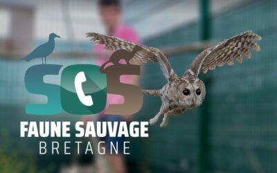 Canicules : des points d&rsquo;eau et des tutos pour aider la faune sauvage