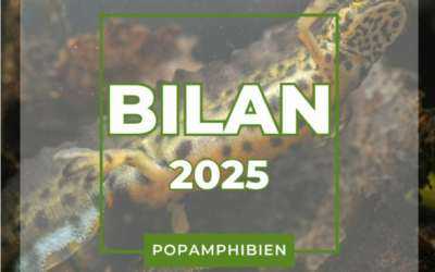 Bilan POPAmphibien 2025