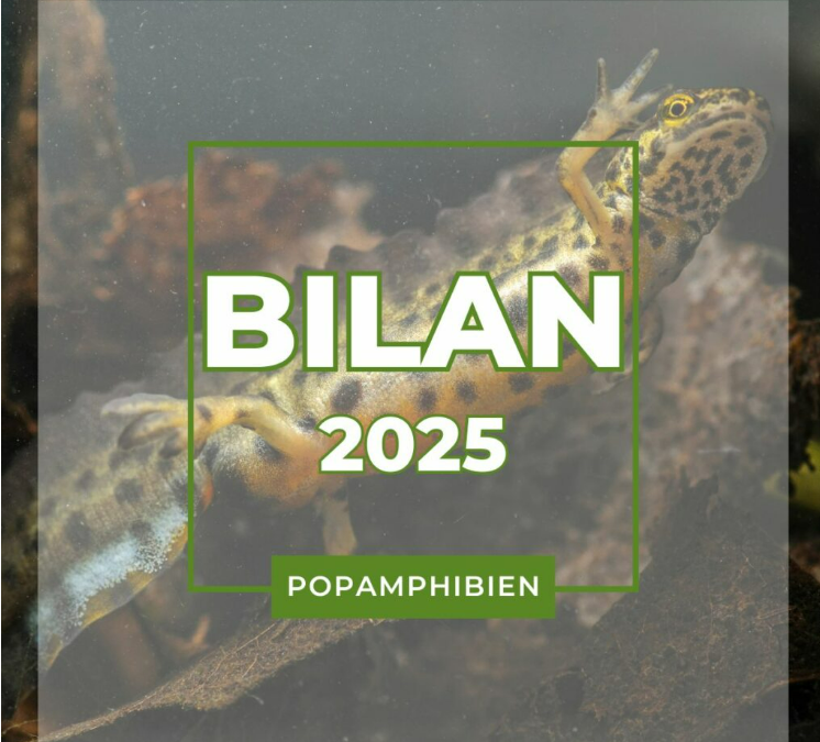 Bilan POPAmphibien 2025