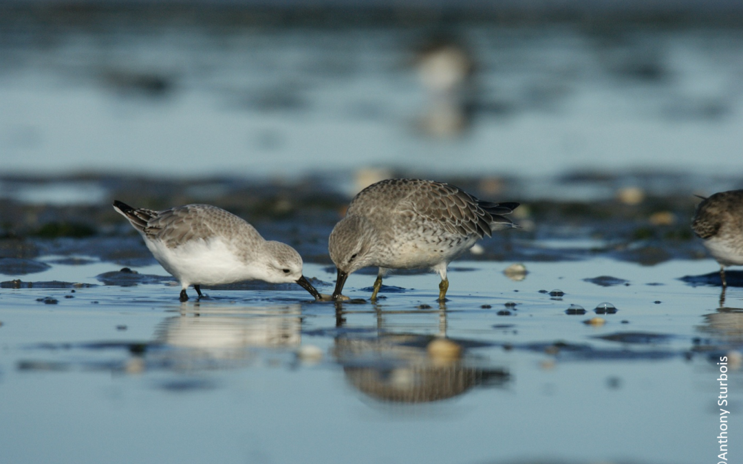 Découvrez la migration des Bécasseaux maubèches