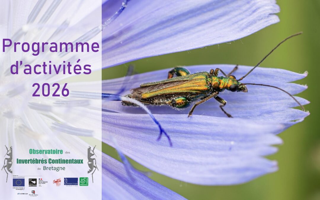 Invertébrés continentaux de Bretagne : le programme d&rsquo;activités 2026