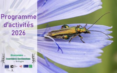 Invertébrés continentaux de Bretagne : le programme d&rsquo;activités 2026