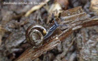 Une ressource sur les gastéropodes terrestres de Bretagne
