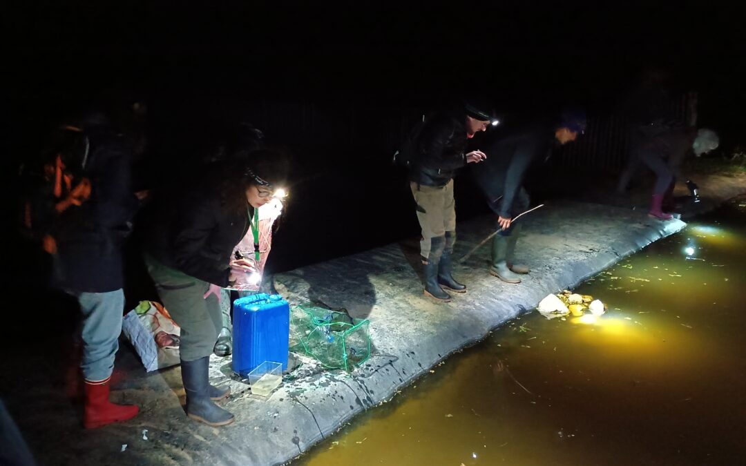 Formation amphibiens : lancement d&rsquo;un suivi collectif chez des paysans de nature