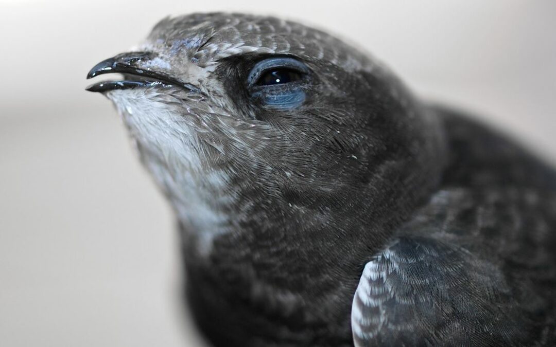 Documentons les effets de la canicule sur les oiseaux