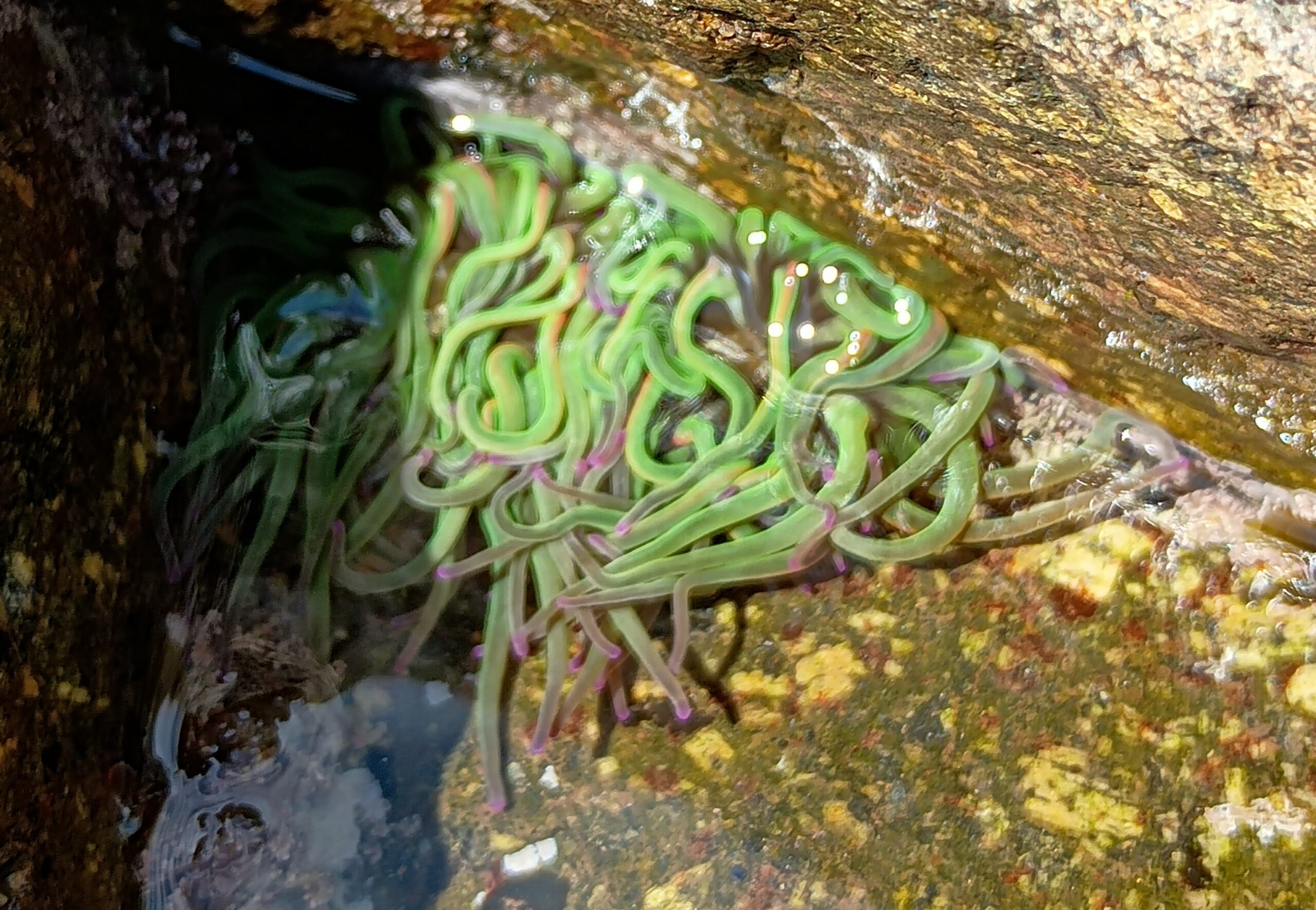 Inventaire estran sur la Réserve naturelle du Sillon de Talbert