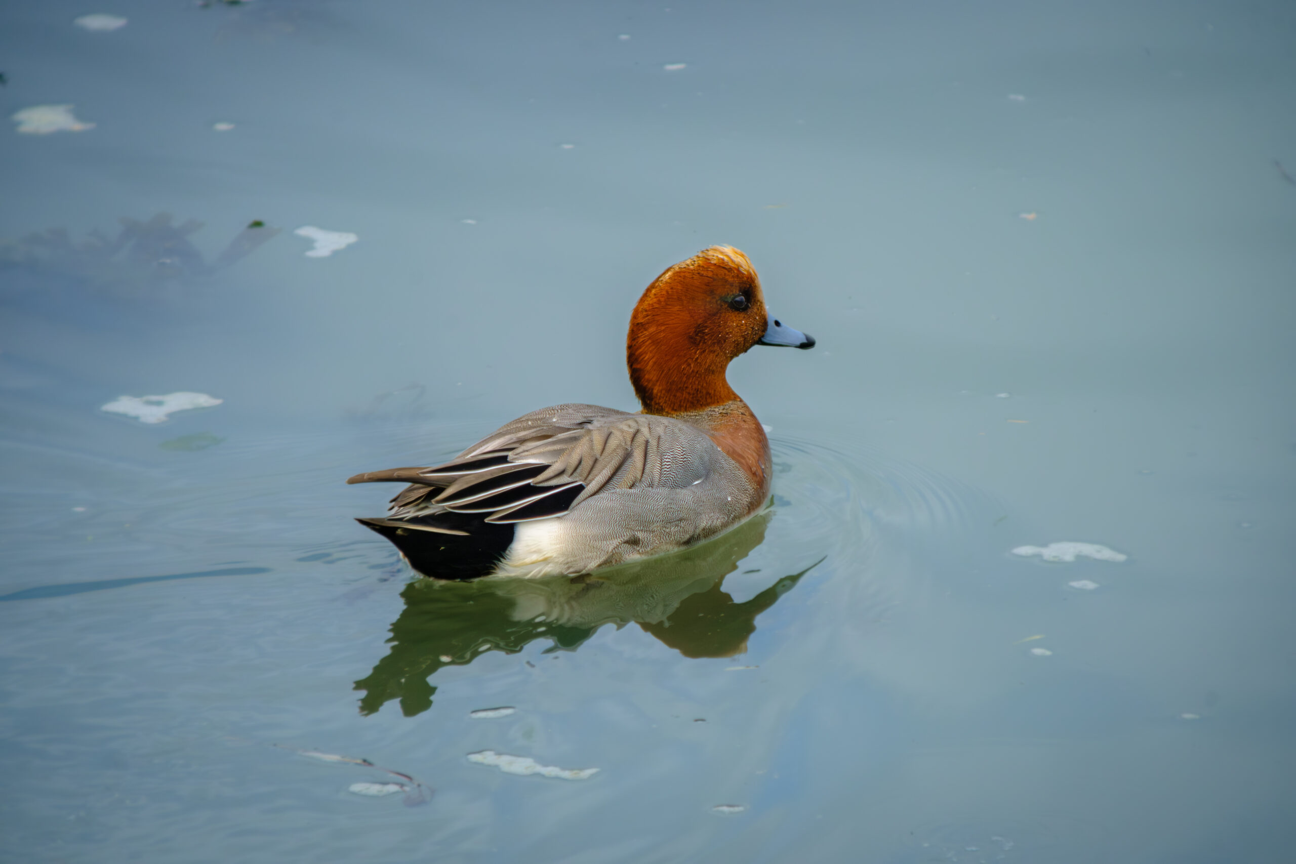 Fête des oiseaux migrateurs 7ème édition