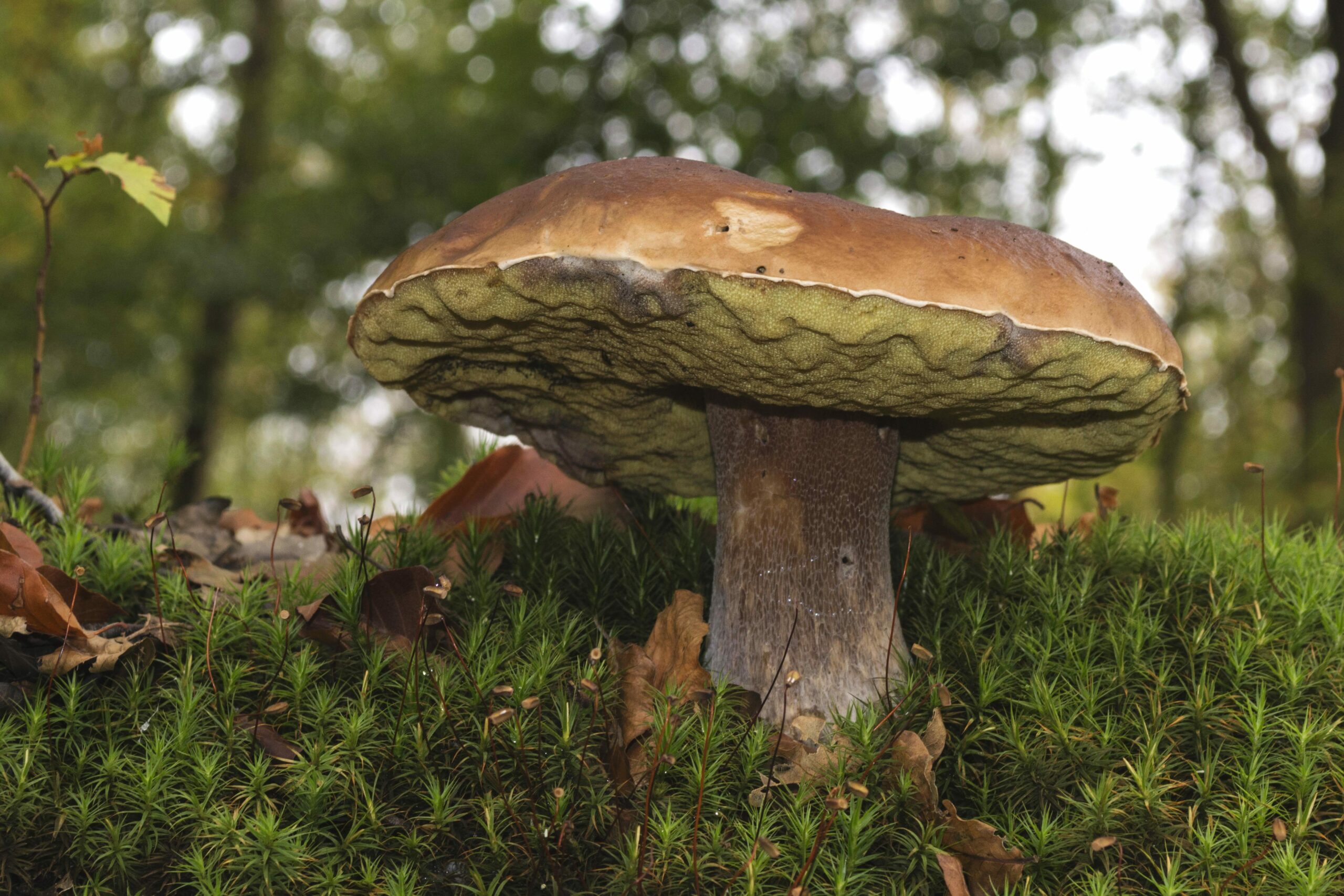Sortie "À la découverte des champignons et de leurs liens avec les habitats naturels"