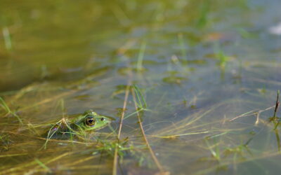 Nouvelle liste rouge des reptiles et amphibiens de France hexagonale