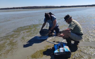 Evaluation du gisement de bivalves 2026